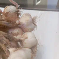 سیر محلی درشت تند و تیز