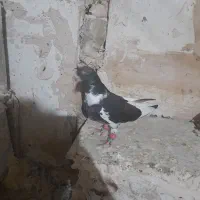 ابلغ سیاهدمسفید افغان