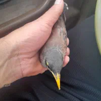 جوجه مینا