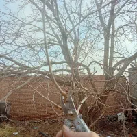 هرس انواع درختان میوه وانگور