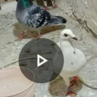 کفتر