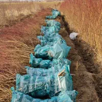 نهال بادام  پربار بهترین گزینه برای شما