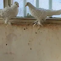 کبوتر جکسون