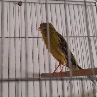 قناری ماده