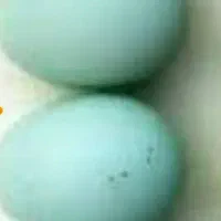 تخم مرغ آبی رنگ آرکانا. آمروک.براکل