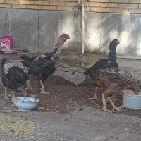چهارده معصوم