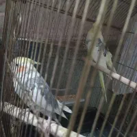 عروس سخنگو ابلق