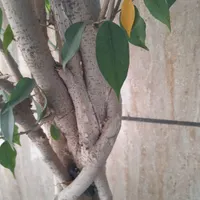 بنجامین ۲ متری ولیندا ۳۰ ساله|گل و گیاه طبیعی|تهران, سرو آزاد|دیوار