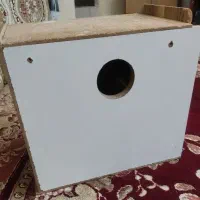 لانه طوطی