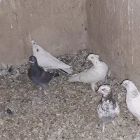 کبوتر پرشی