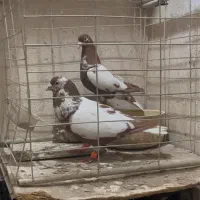 کبوتر|پرنده|زاهدان, |دیوار