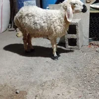 بره ماده