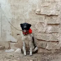 سگ قدرجونی نر ۹ماهه