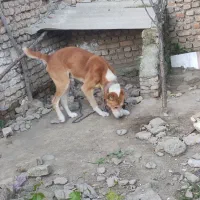 سگ ه|سگ|گرگان, |دیوار
