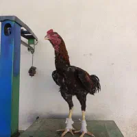خروس لاری