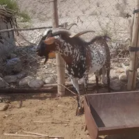 نری و بز چاق لاور فین