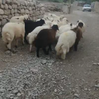 ۲۲راس بره