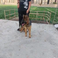 سگ ژرمن شیپر شش ماهه