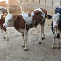 فروش گوساله پرواری در اوزان مختلف