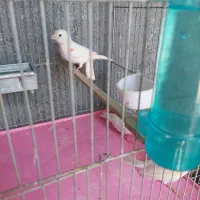 جوجه قناری موزاییکی اورجینال