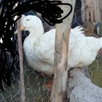 جوجه اردک آیلزبری سفید وارداتی