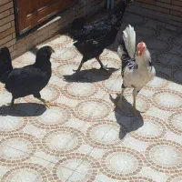 مرغ و خوروس گلین