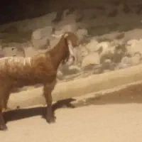 دو راس بز پاکستانی لنگه سه قلو زا ویک راس بعده