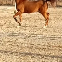 اسب