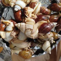 حلزون بزرگ