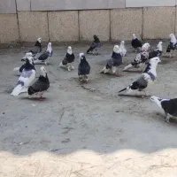 کبوتر ابلغ سبز کاکل