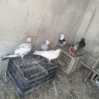 کفتر، سرور، طوقی،