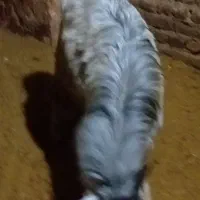 بز نر|حیوانات مزرعه|بروجرد, |دیوار