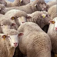 تشخیص آبستنی گوسفند