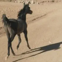 کره نریون عرب مصری