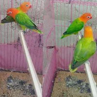 پرنده کوتوله