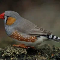 فنچ