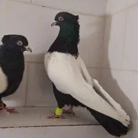 نرو ماده سینه سیاه و ۱۰ تا گرفتنی و بار کفتر