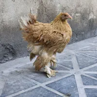 مرغ نژادبرهما