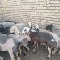 میش داشتی