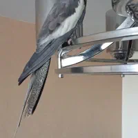 عروس هلندی نر