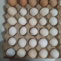 تخم مرغ رسمی تازه