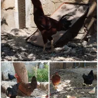 مرغ و خروس محلی