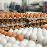 فروش انواع تخم مرغ نطفه دار