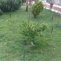 آبیاری قطره ای و بارانی حرفه ای و قیمت مناسب