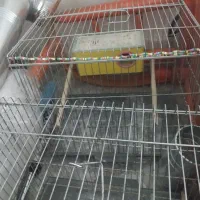 دوتا قفس پرنده و