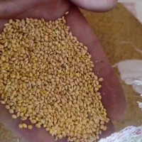 ارزن ریز