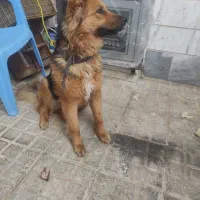 ژرمن