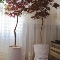 فروش انواع گل و گلدان و استند گل