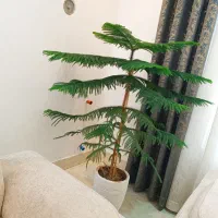 گل کاج مطبق ۳/۲۰۰