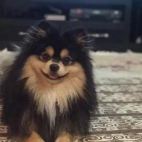 سگ پامرانین روباهی یا ژرمن اشپیتز